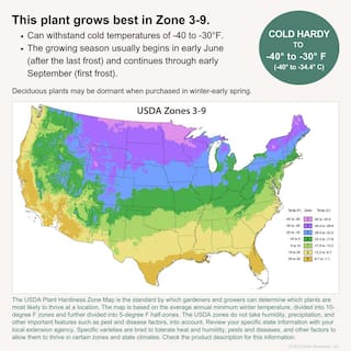 PROVEN WINNERS 3 Gal. Limelight Hardy Hydrangea (Paniculata) Live Shrub Green to Pink Flowers 11188