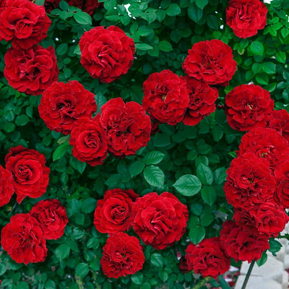 Spring Hill Nurseries Red Ribbons Groundcover Rose Dormant Bare Root Plant with Red Flowers (1-Pack) 88417