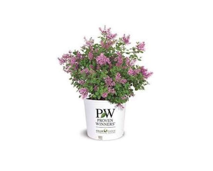 Capstone Plants Lilac Proven Winner Assorted Colors 2G Pot