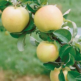 Spring Hill Nurseries Transparent Yellow Apple Live Potted Deciduous Standard Fruiting Tree (1-Pack) 92348