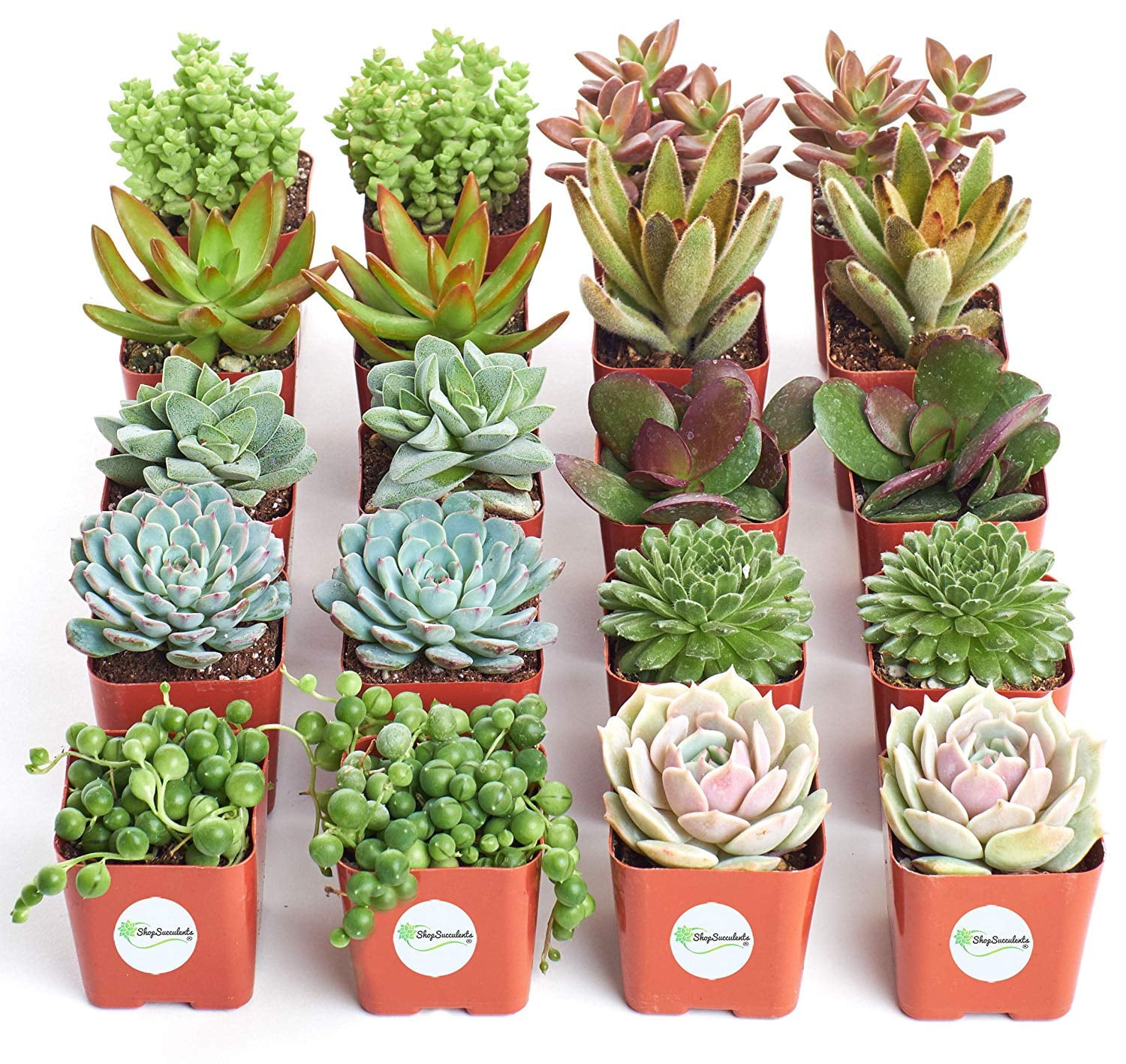 Shop Succulents Assorted Succulent (Collection of 20)