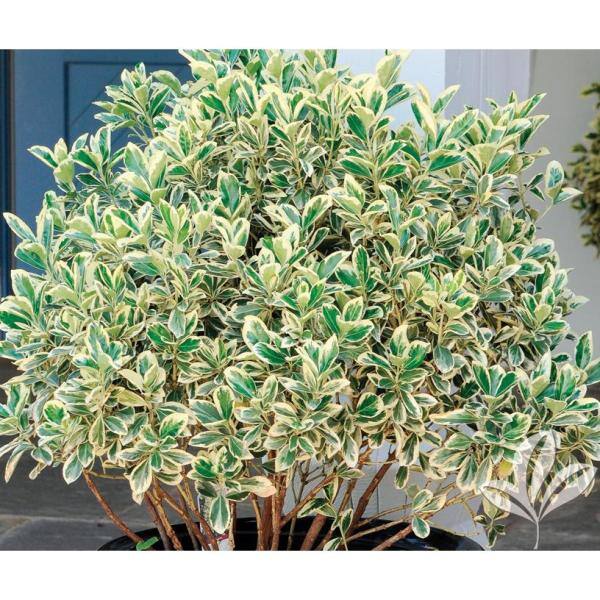 Online Orchards 1 Gal. Silver King Euonymus Shrub Evergreen Leaves with Silvery White Edges SBEU003