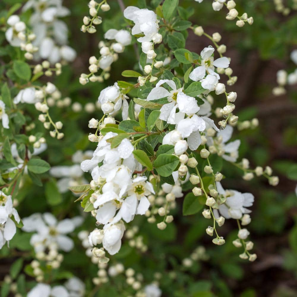 FIRST EDITIONS 2 Gal. Lotus Moon Pearlbush Shrub with White Flowers 18130