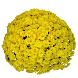 Pure Beauty Farms 2.5 Qt. Mum Chrysanthemum Plant Yellow Flowers in 6.33 In. Grower's Pot (2-Plants) DC1GMUMYEL2