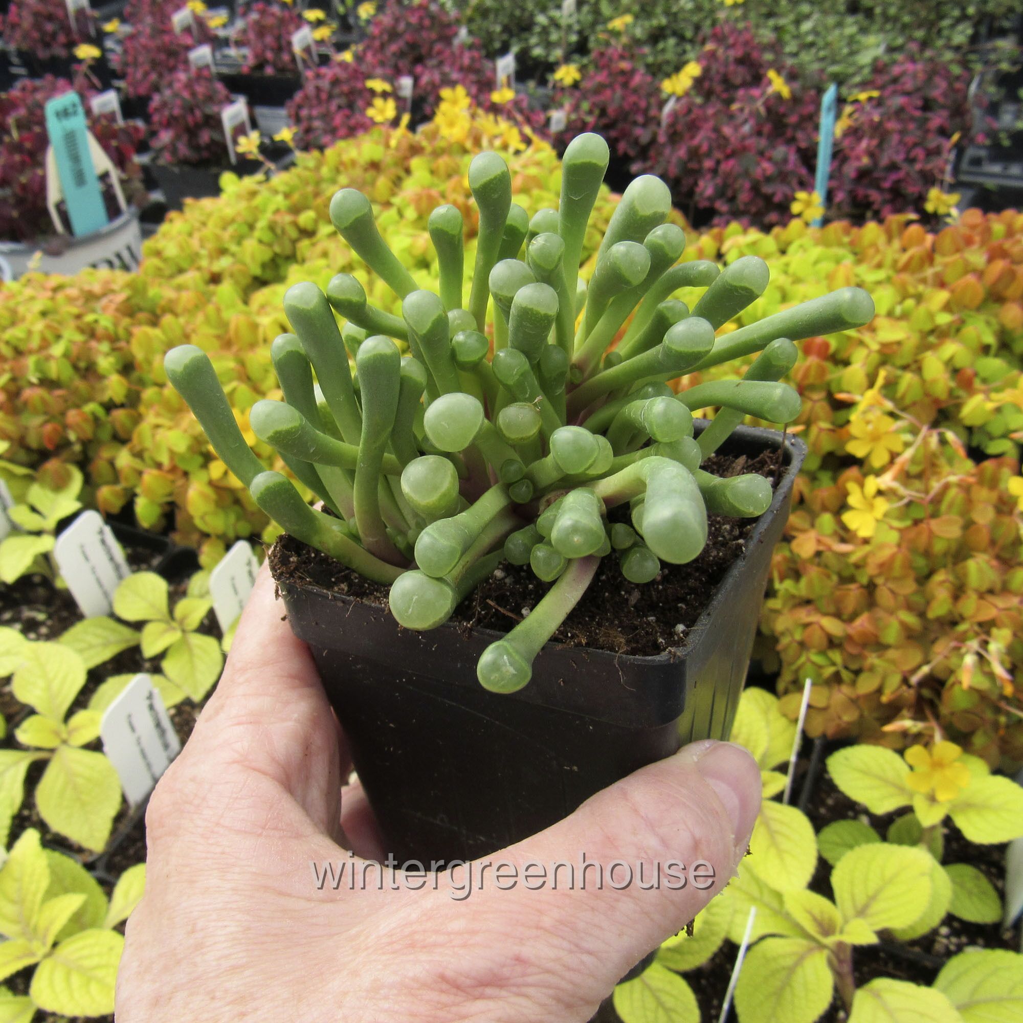 Fenestraria Aurantiaca， Baby Toes - Pot Size: 3