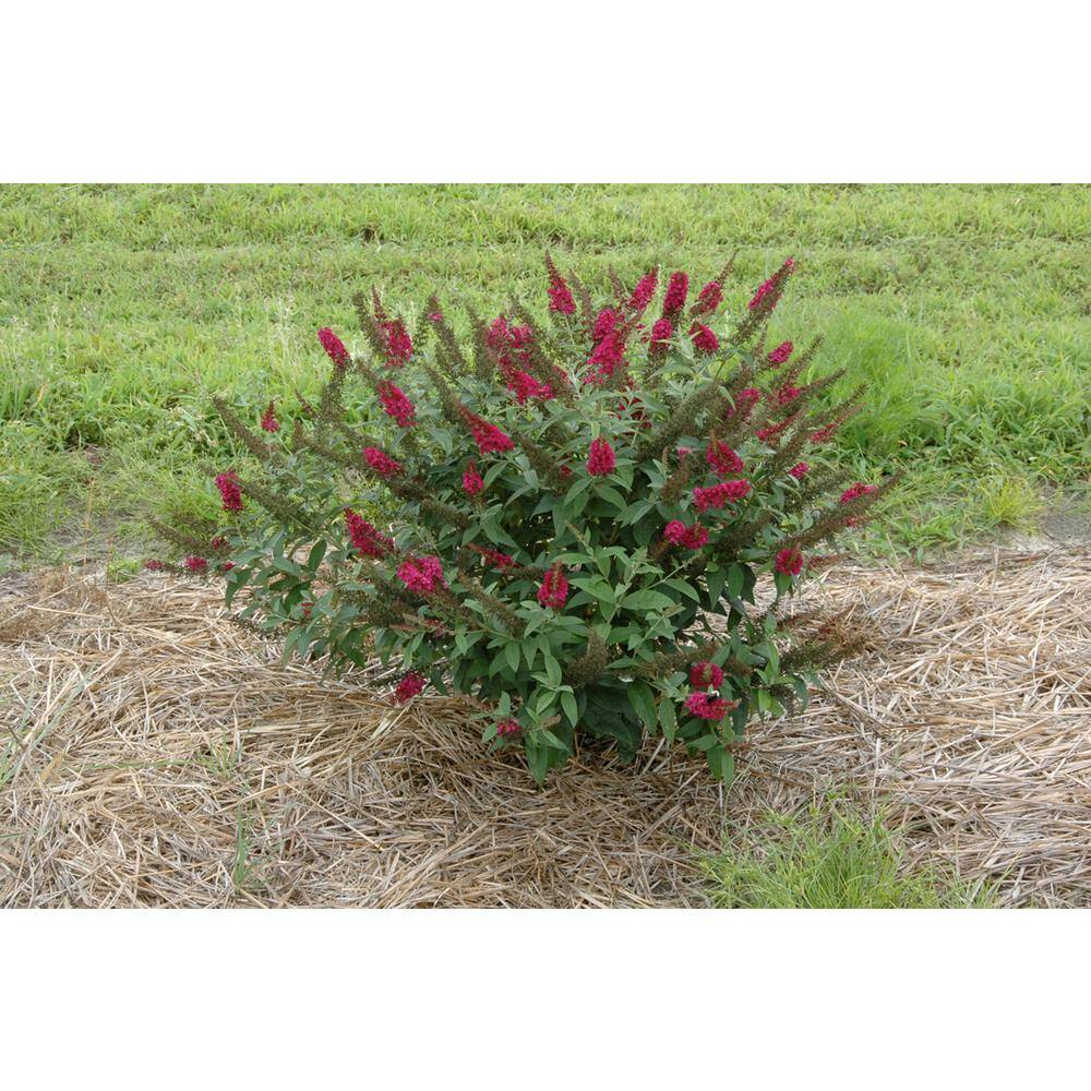 PROVEN WINNERS 1 Gal. Miss Molly Butterfly Bush (Buddleia) Live Shrub in Deep Pink Flowers BUDPRC1166101