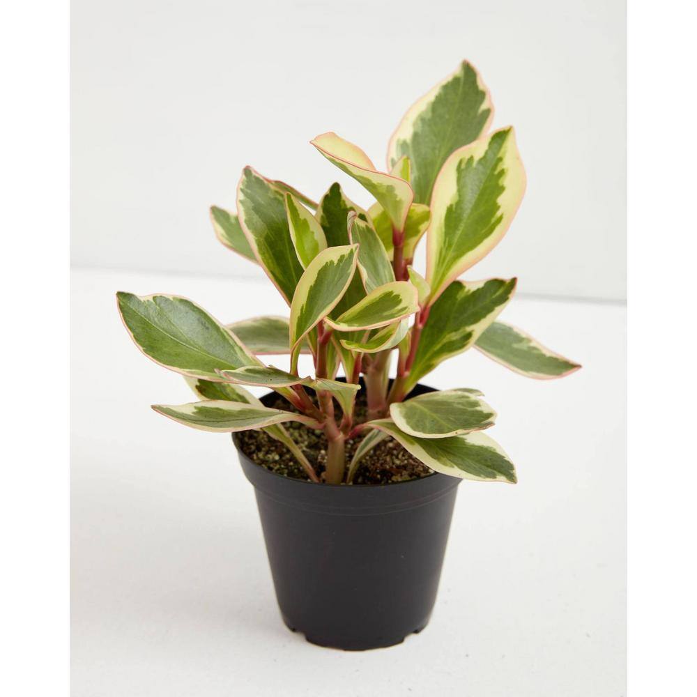 LIVELY ROOT 4 in. Peperomia Ginny Pepper Peperomia Clusiifolia Ginny Plant in Grower Pot LRGIN4