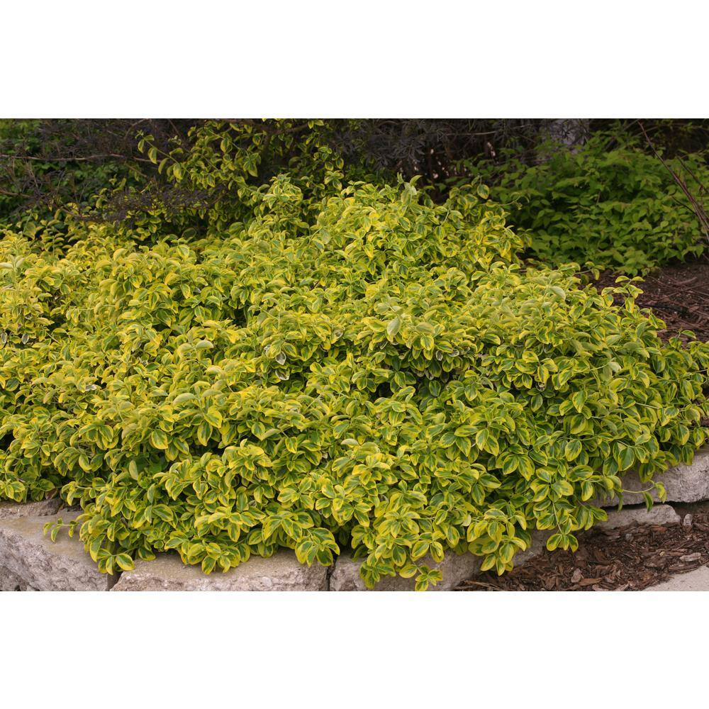 PROVEN WINNERS 4.5 in. Qt. Gold Splash Wintercreeper (Euonymus) Live Evergreen Shrub Green and Yellow Foliage EUOPRC1017800
