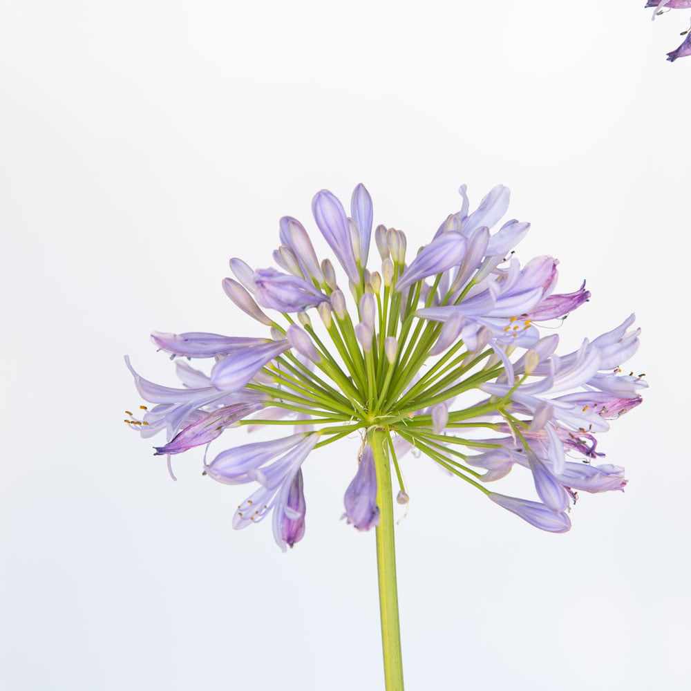 Queen Mum Agapanthus 'Lily of the Nile' (2.5 Quart) Flowering Perennial with White and Violet Blooms - Full Sun Live Outdoor Plant - Southern Living Plant Collection