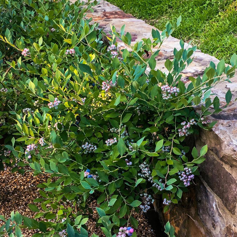 SOUTHERN LIVING 2 Gal. Hello Darlin Blueberry Deciduous Fruit Bearing Plant Which Produces Medium Sized Blueberries 92792