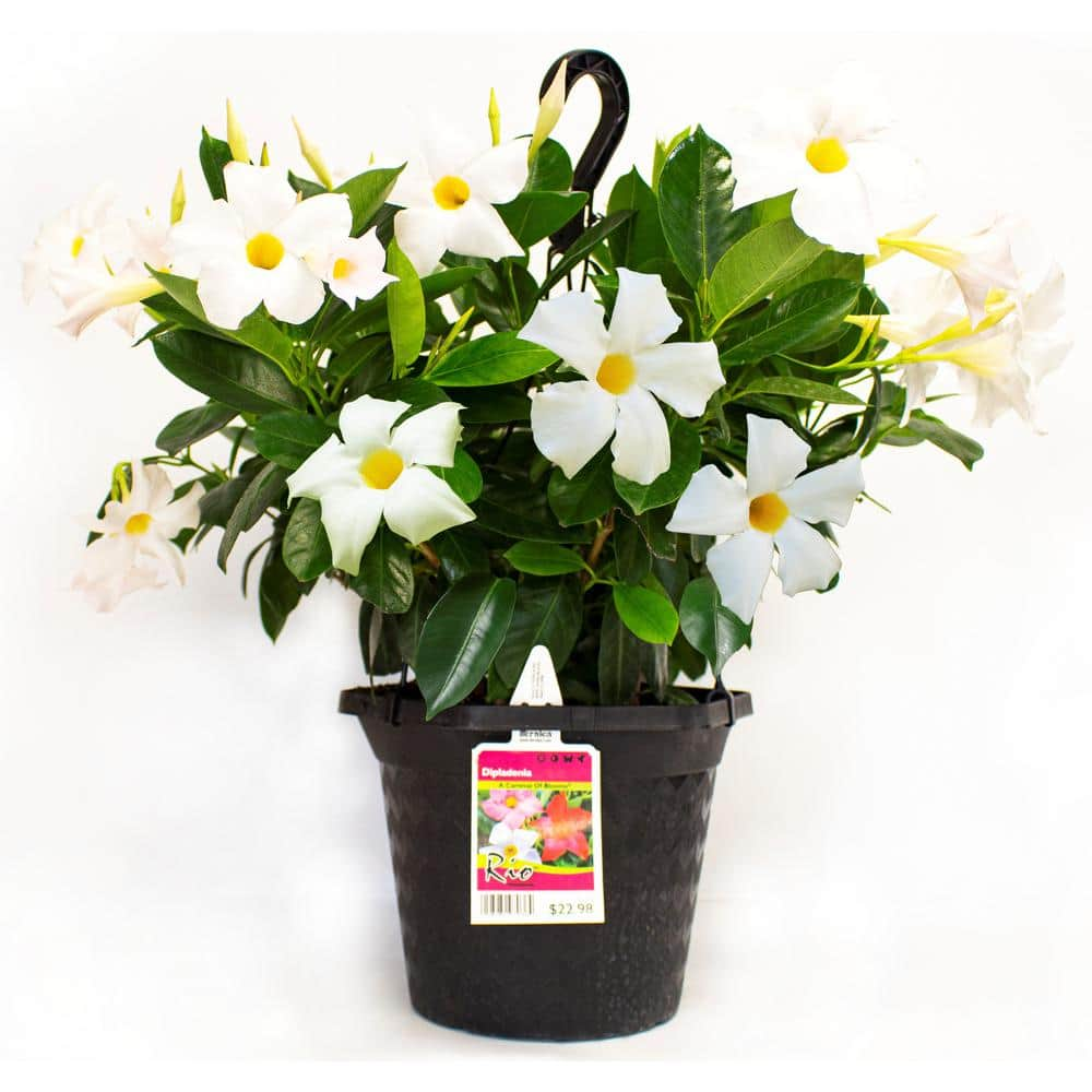 Rio 1.15 Gal. (#10) Hanging Basket Dipladenia Flowering Annual Shrub with White Blooms 1004124206