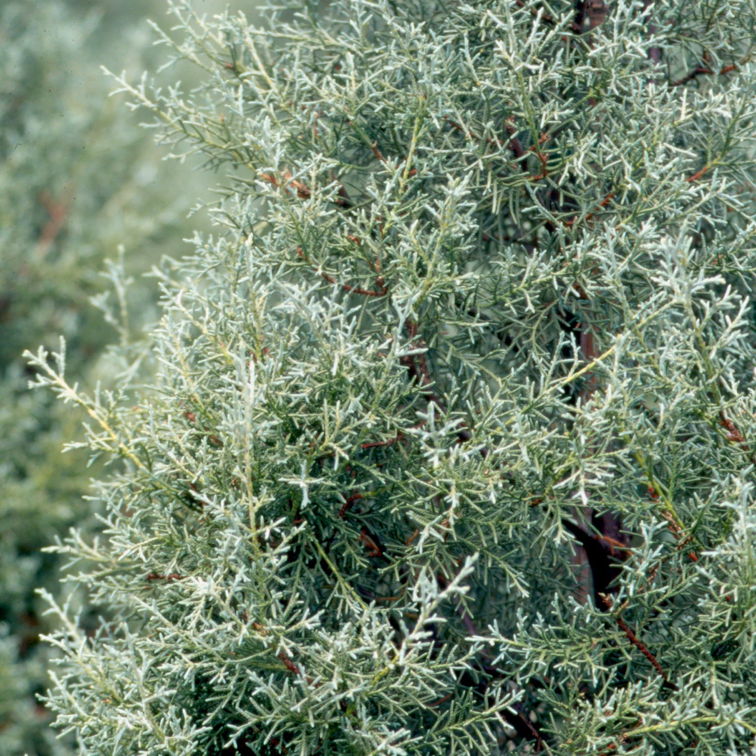 Carolina Sapphire Arizona Cypress (2.5 Gallon) Evergreen Tree with Blue-Grey Foliage - Full Sun Live Outdoor Flowering Plant