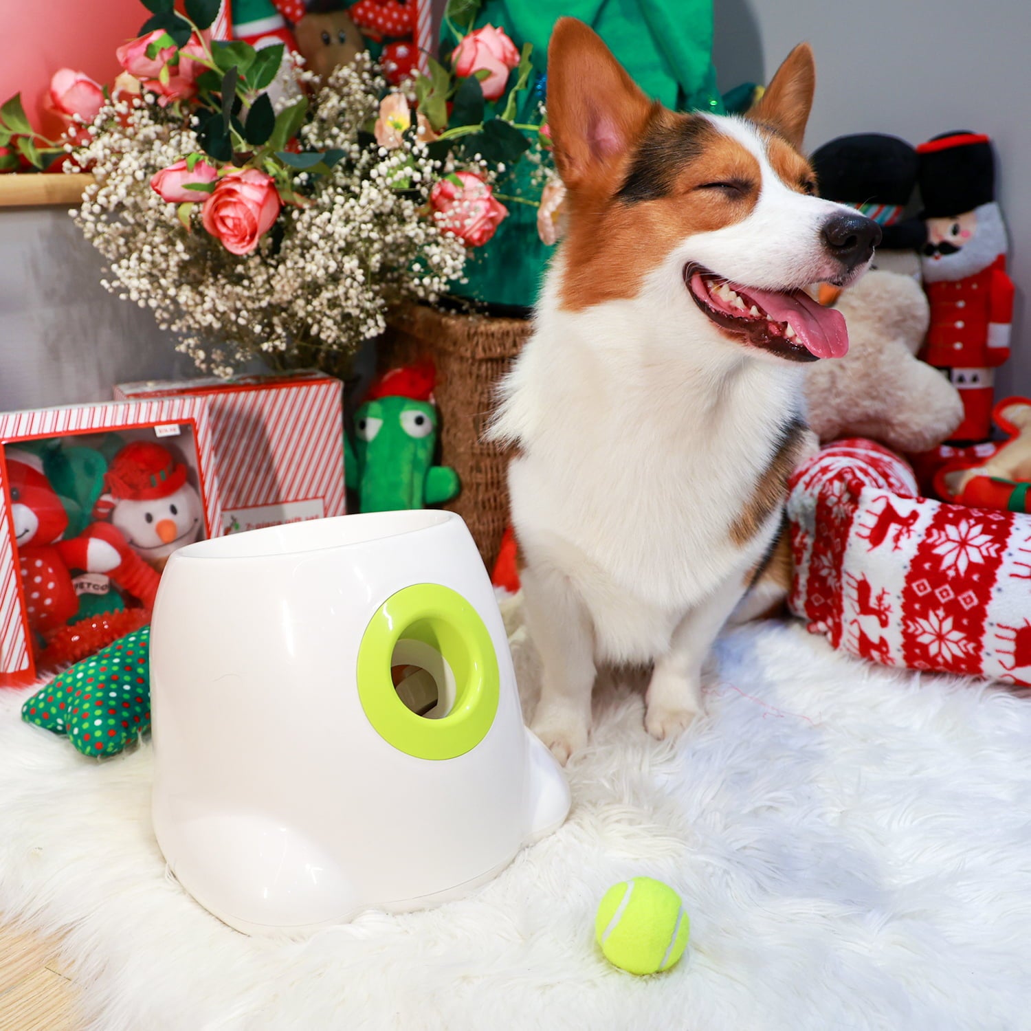 All For Paws Hyper Fetch Automatic Tennis Ball Launcher for Puppies and Small Dogs， 3 Balls Included