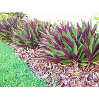 Vigoro 1.38 Pt. Purple Heart Queen Setcreasea Plant in 4.5 In. Grower's Pot (4-Plants) DC45PURQUEN4