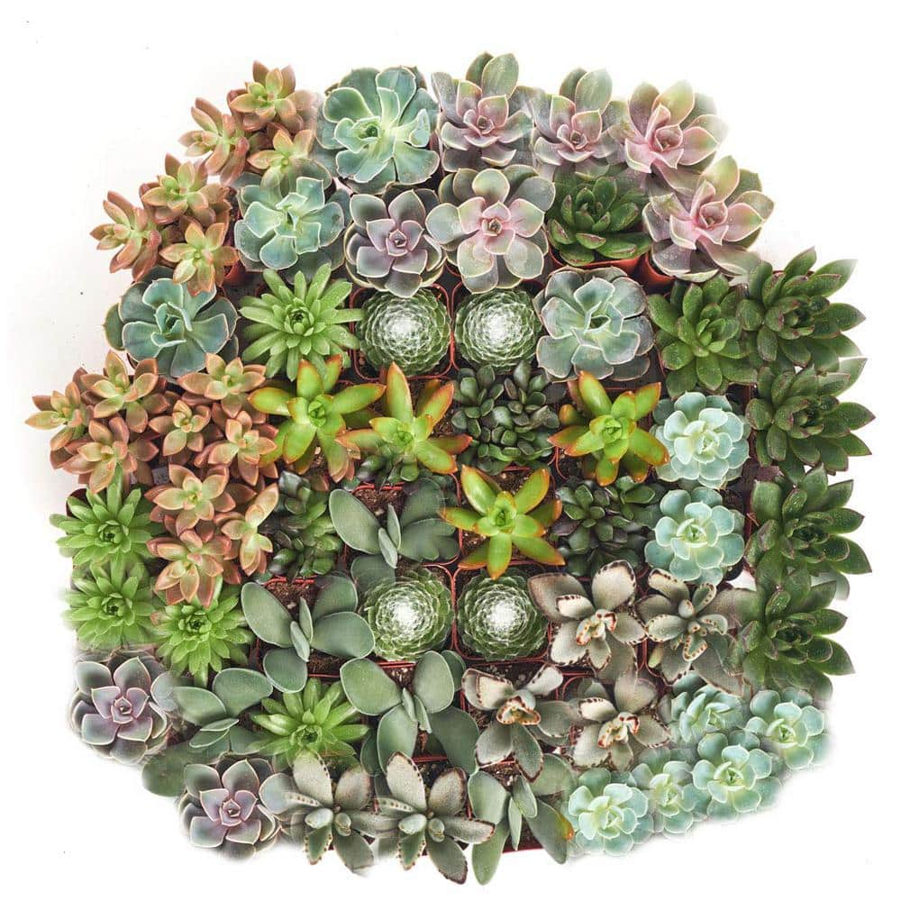 Shop Succulents 2 in. Assorted Succulent Variety Collection (256-Pack) A256