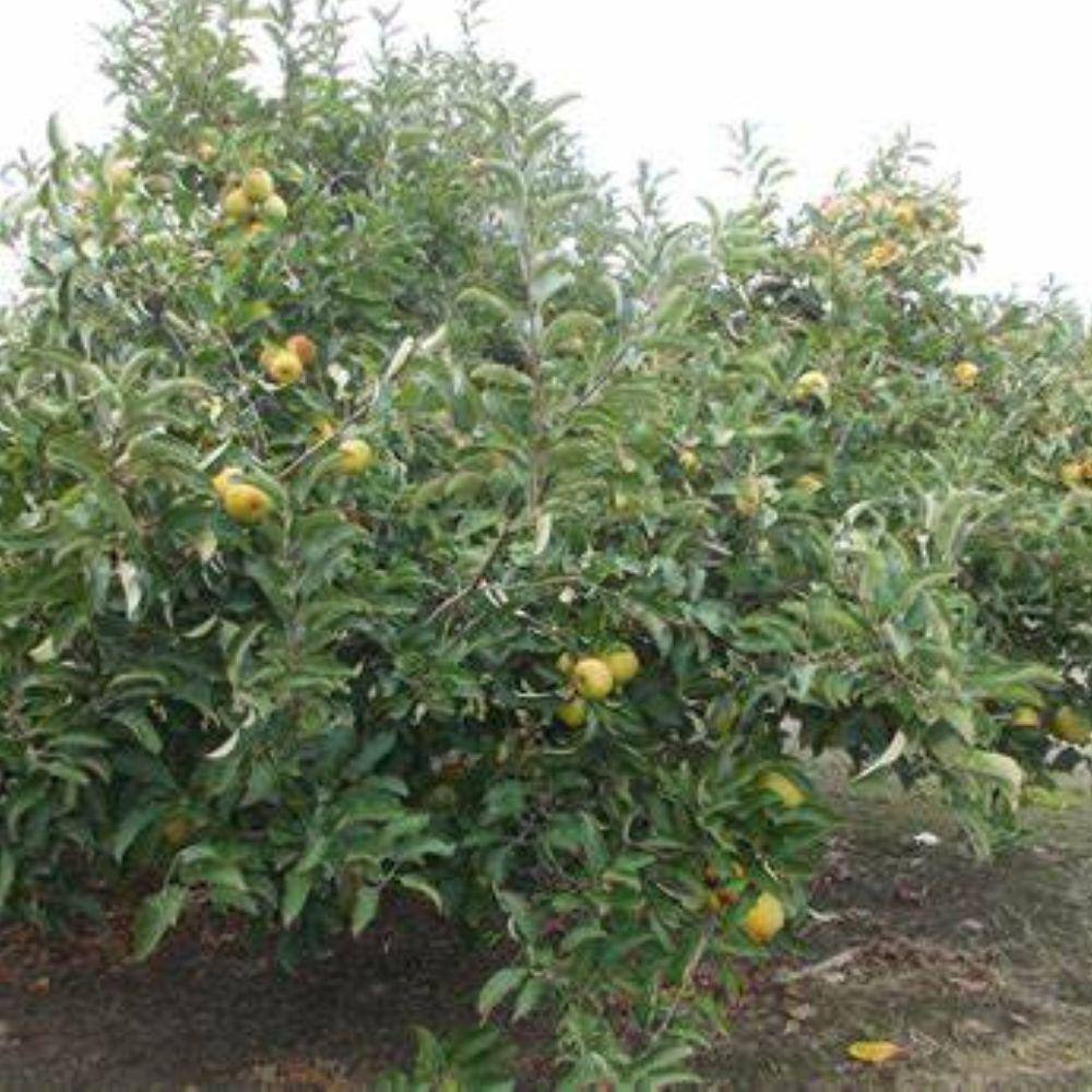 5 gal. Gold Rush Apple Tree APPGRU05GSL