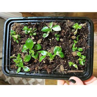 NOOT 1 qt. Organic Propagation Root Rescue Potting Mix RESCUE-MIX