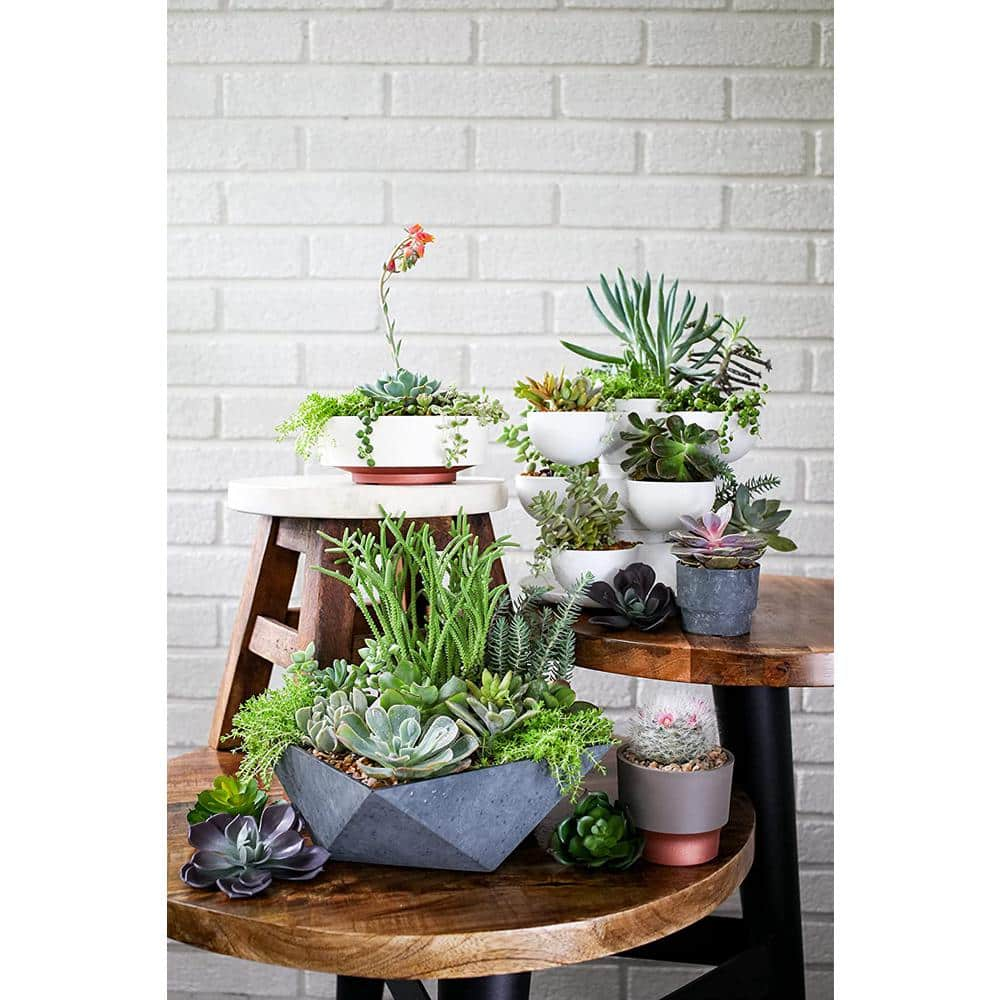 THE HC COMPANIES 8 in. Vanilla Bisque Pixie Indoor Stacking Succulent Planter Pot SPP08000A581004LRDHZ-VANILLA