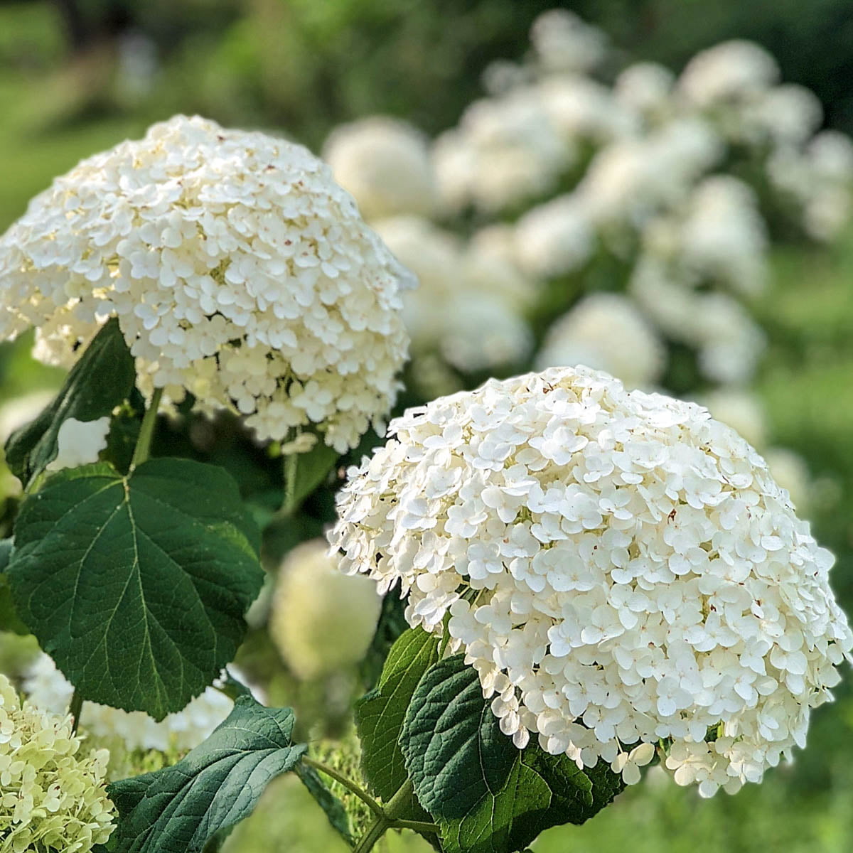 Annabelle Hydrangea Dormant Bare Root Flowering Starter Shrub (1-Pack)