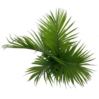 Costa Farms Majesty Indoor Palm in 9.25 in. Grower Pot Avg. Shipping Height 3-4 ft. Tall 10MAJ