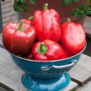 Bonnie Plants 2.32 qt. Red Bell Sweet Pepper Plant 2101