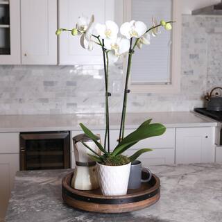 Just Add Ice Premium Orchid (Phalaenopsis) White with Yellow Throat Plant in 5 in. White Ceramic Pottery J5009