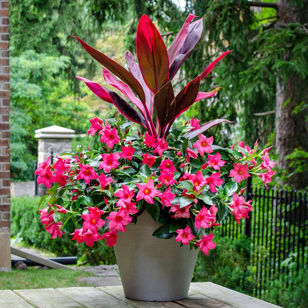Rio 3.8 Gal. (#15) Dipladenia Flowering Annual Shrub with Assorted Colored Blooms 1001319382