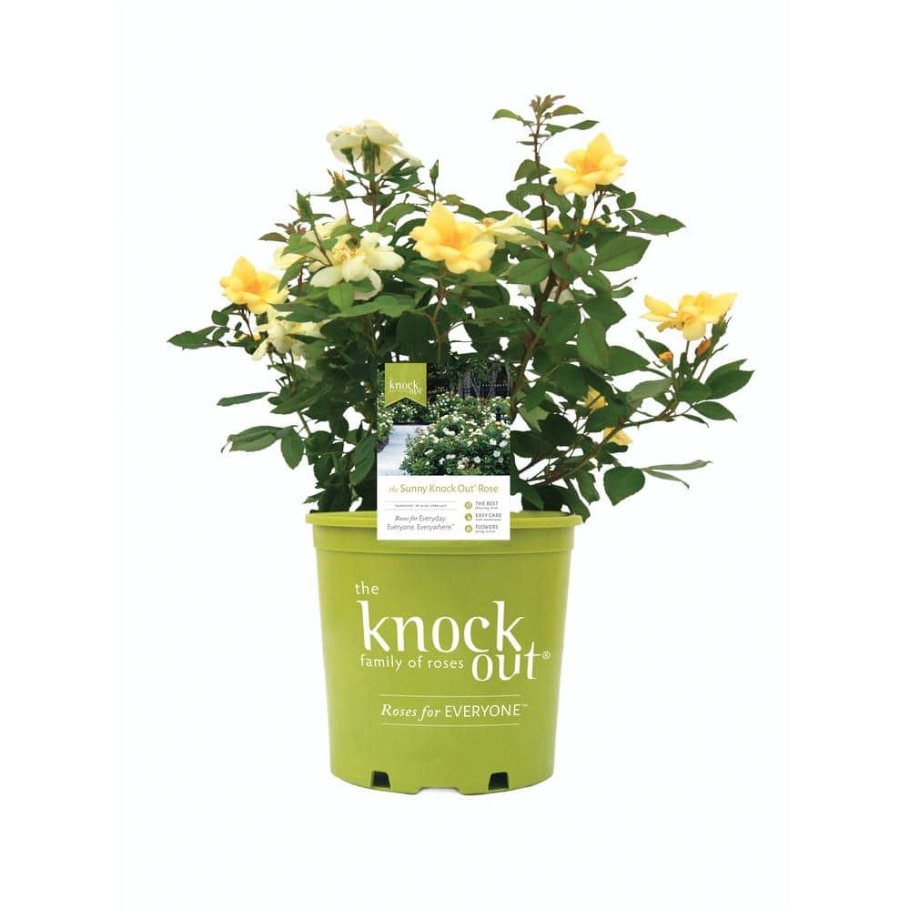 KNOCK OUT 3 Gal. Sunny Knock Out Rose Bush with Yellow Flowers 11892