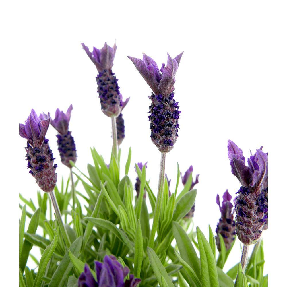 2.5 Qt. Spanish Purple Perennial Lavender Stoechas 1080