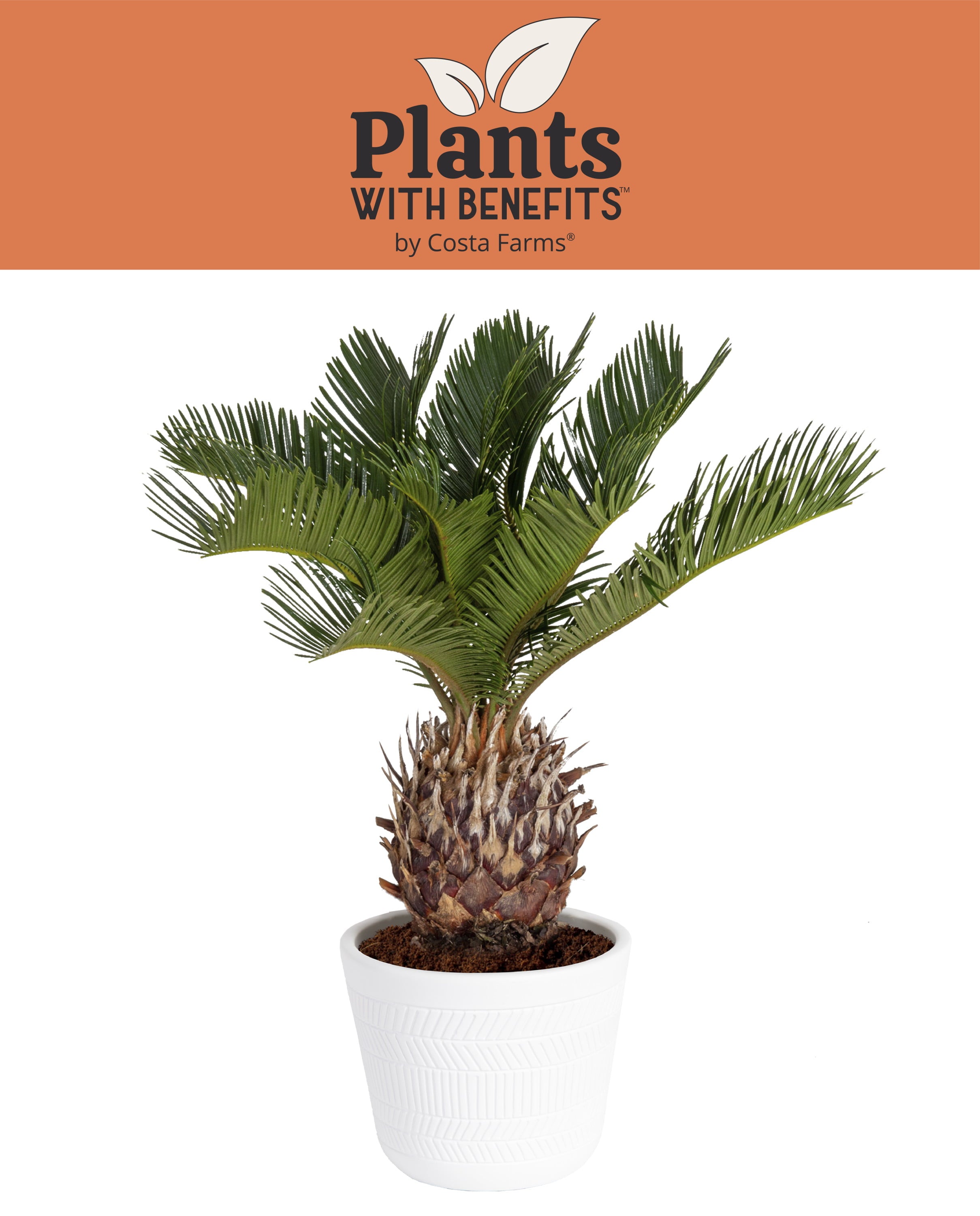 Costa Farms Plants with Benefits Live Indoor 15in. Tall Green Sago Palm Tree; Bright， Indirect Sunlight Plant in 6in. Ceramic Planter