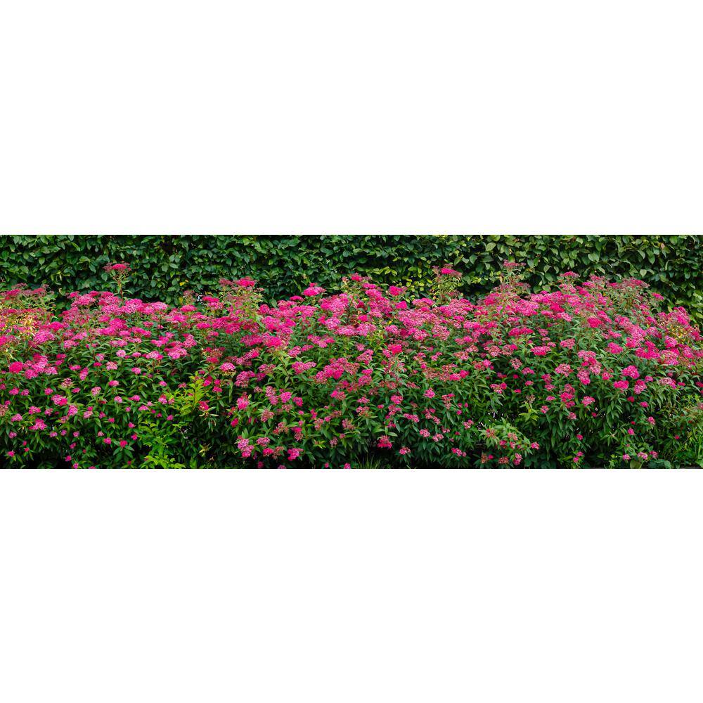 Online Orchards 1 Gal. Anthony Waterer Spirea Shrub Huge Pyramidal Clusters of Rosepink Flowers Dense Spreading Green Foliage SBSP002