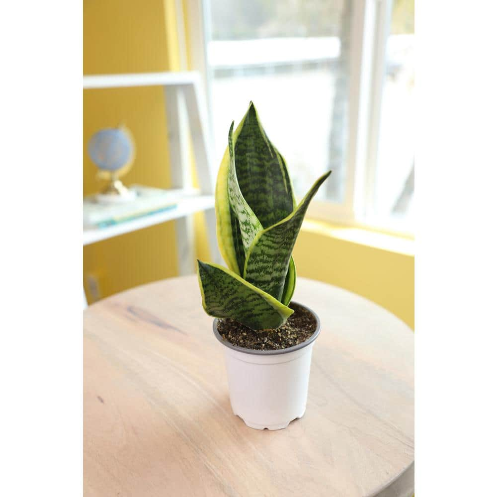 SMART PLANET Green and Yellow Variegated Live Snake Plant (Sansevieria Superba) Air Purifying Houseplant in 4.25 in. Grower Pot 0880030