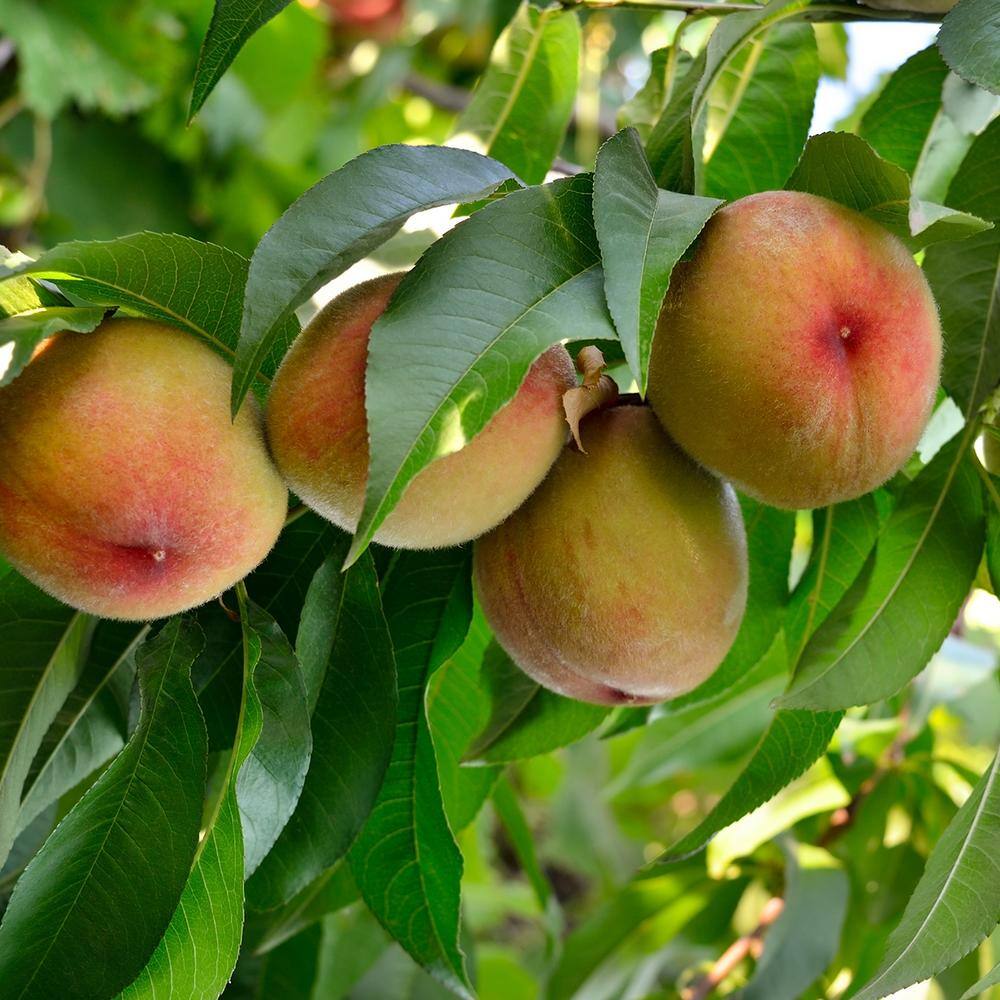 Perfect Plants 4-5 ft. Tall July Prince Peach Tree in 5 Gal. Grower's Pot Early Spring Blooms form Summer Fruit THD00575