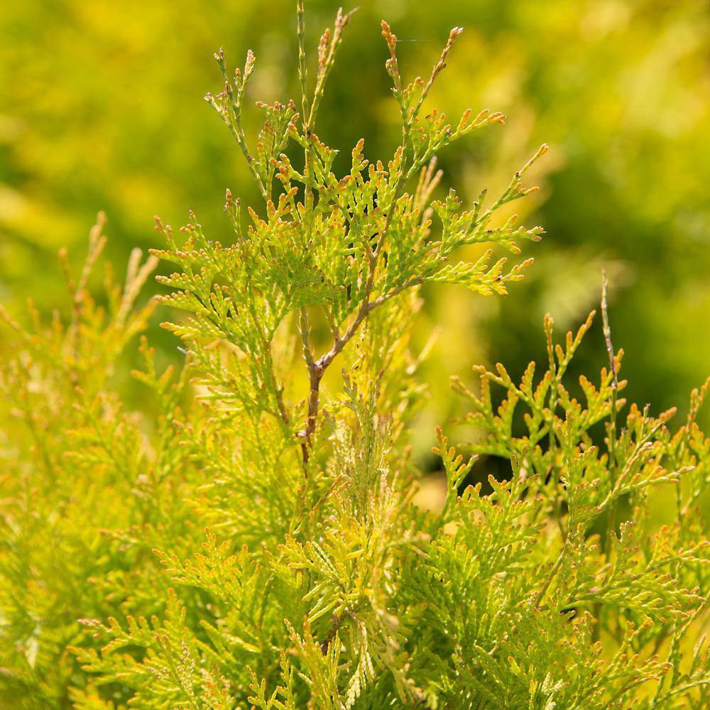 FIRST EDITIONS 2 Gal. Lemon Burst Arborvitae Evergreen Shrub with Golden Foliage 18136