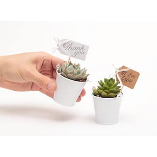 The Succulent Source 2 in. Wedding Event Rosette Succulents Plant with White Metal Pails and Thank You Tags (140-Pack) 2-R-W-TY-140