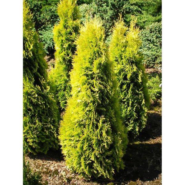 BELL NURSERY 3 Gal. Amber Gold Arborvitae (Thuja) Live Evergreen Shrub THUJA3JAN1PK