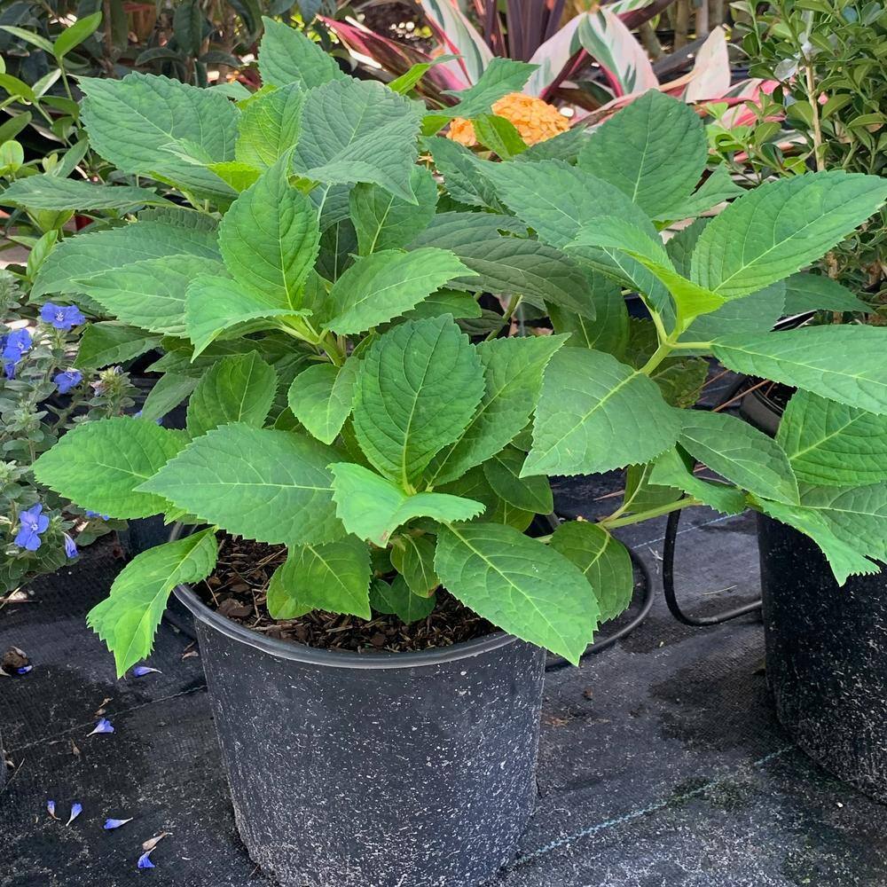 OnlinePlantCenter 3 Gal. Nikko Blue Hydrangea With Blue Flowers HYDR0014G3