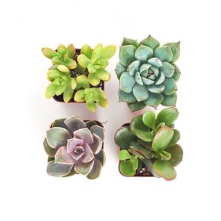 Shop Succulents 2 in. Unique Succulent (Collection of 4) U4