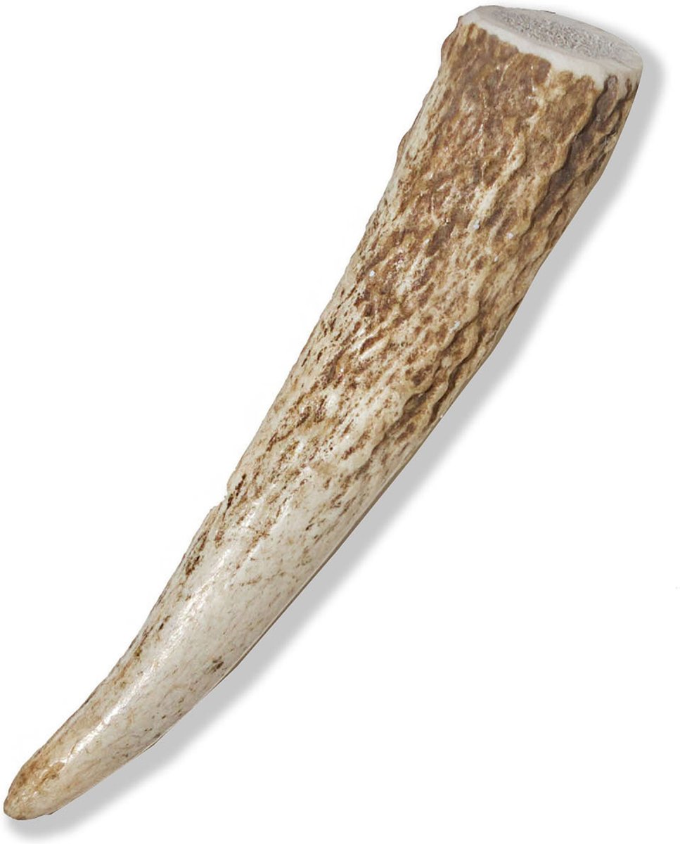 Prairie Dog Whole Elk Antler Dog Chews， 4 - 5.5 inch