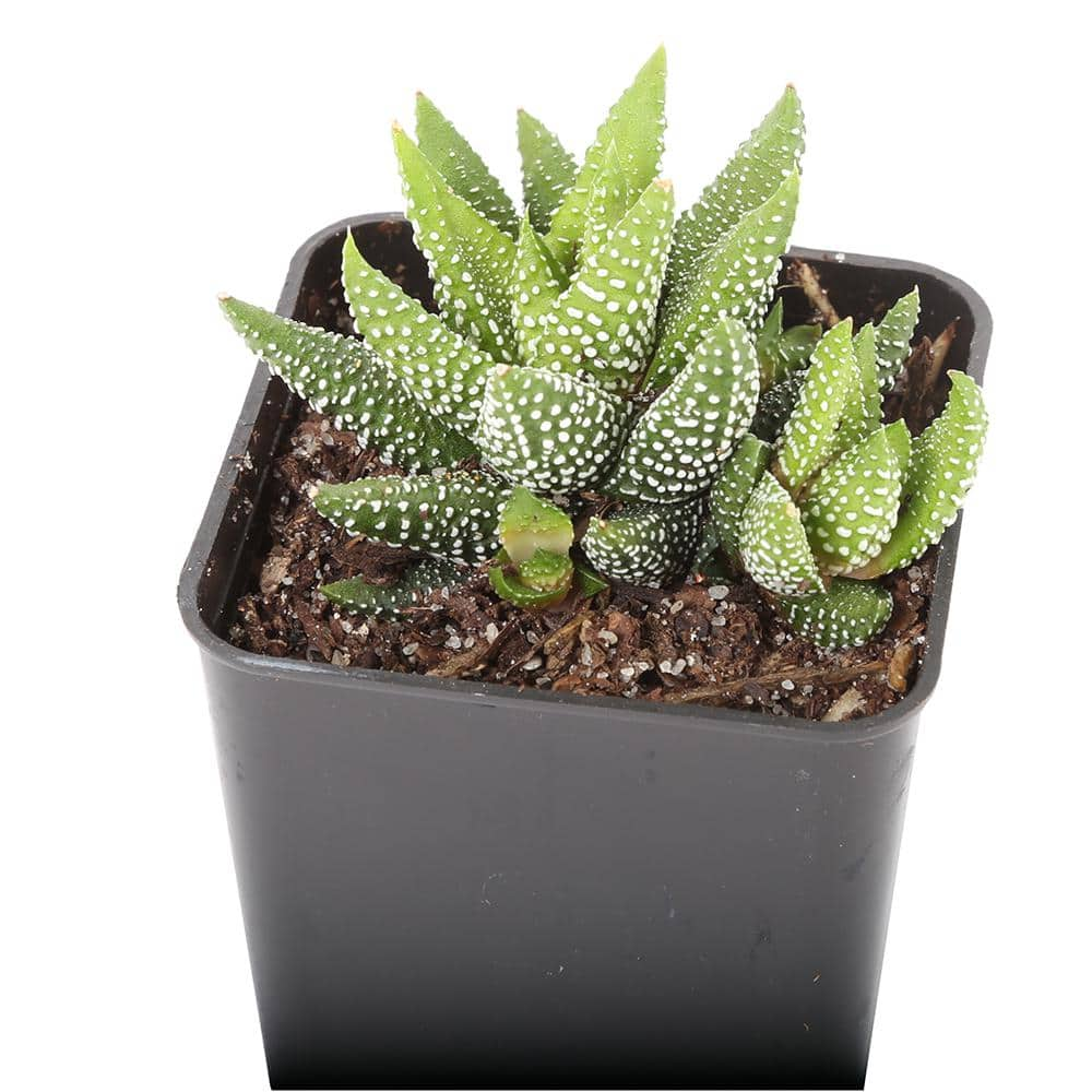 Costa Farms Small Assorted Haworthia Succulents in 2.5 in. Grower Pot， Avg. Shipping Height 3 in. Tall (4-Pack) 2SUCCHAWGROW4PK