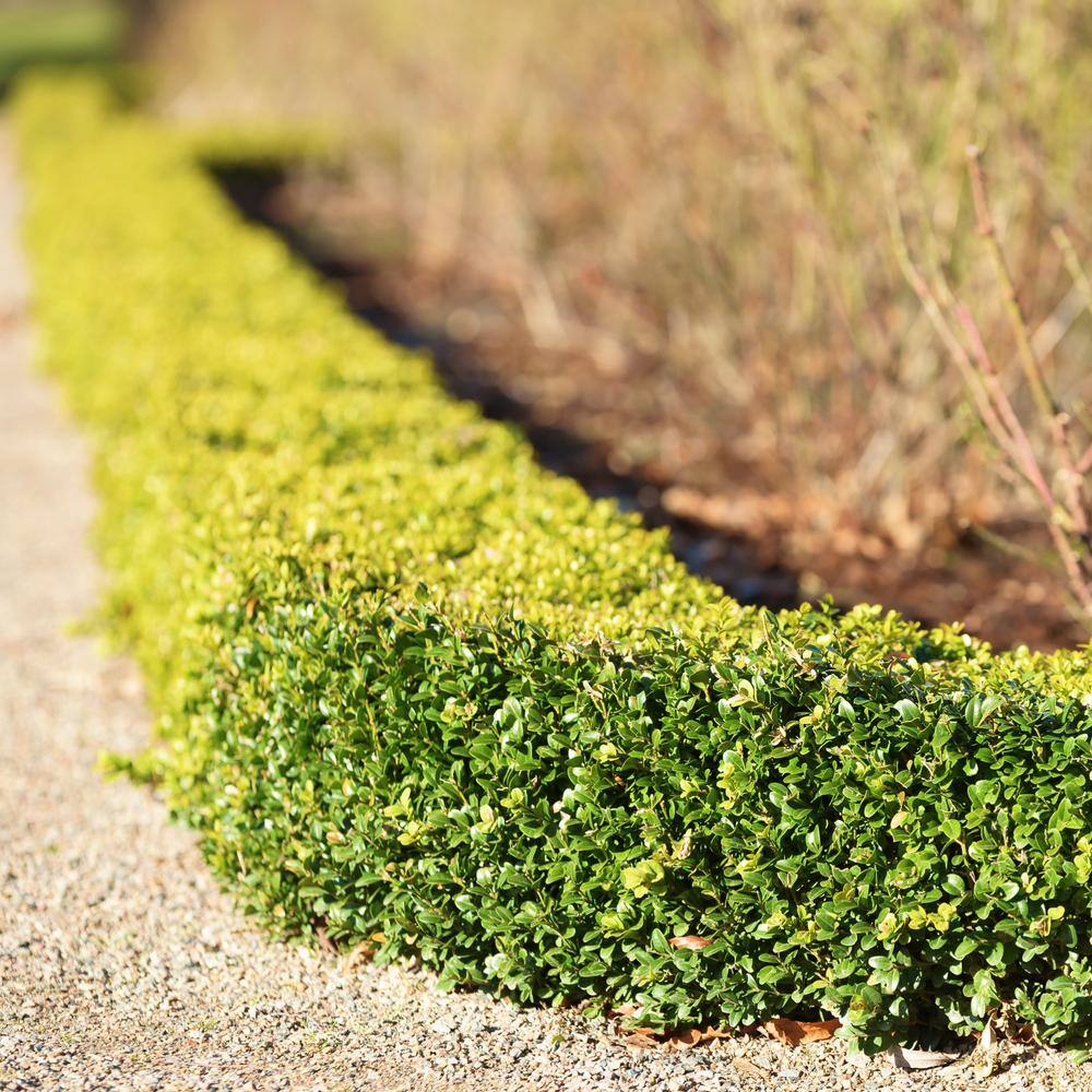 Alder  Oak #5 Container Winter Gem Boxwood Evergreen Shrub (2-pack) BUWI05