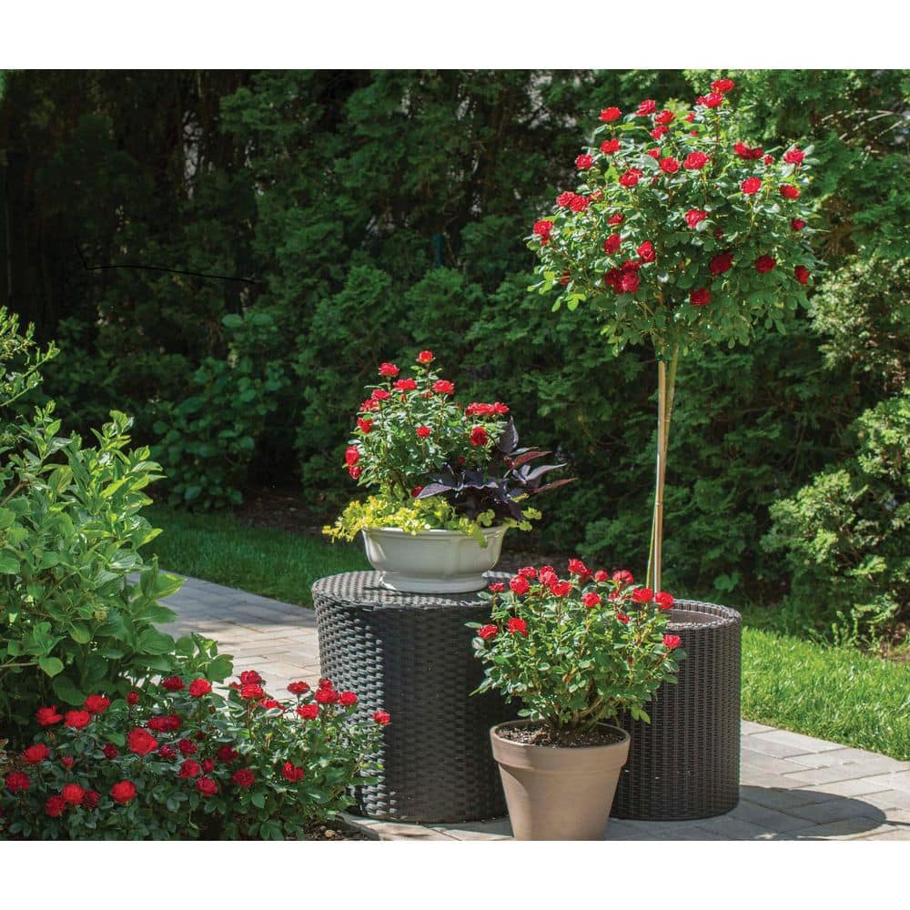 KNOCK OUT 2 Gal. Petite Knock Out Rose Bush with Red Flowers KOROS2PRD1PK