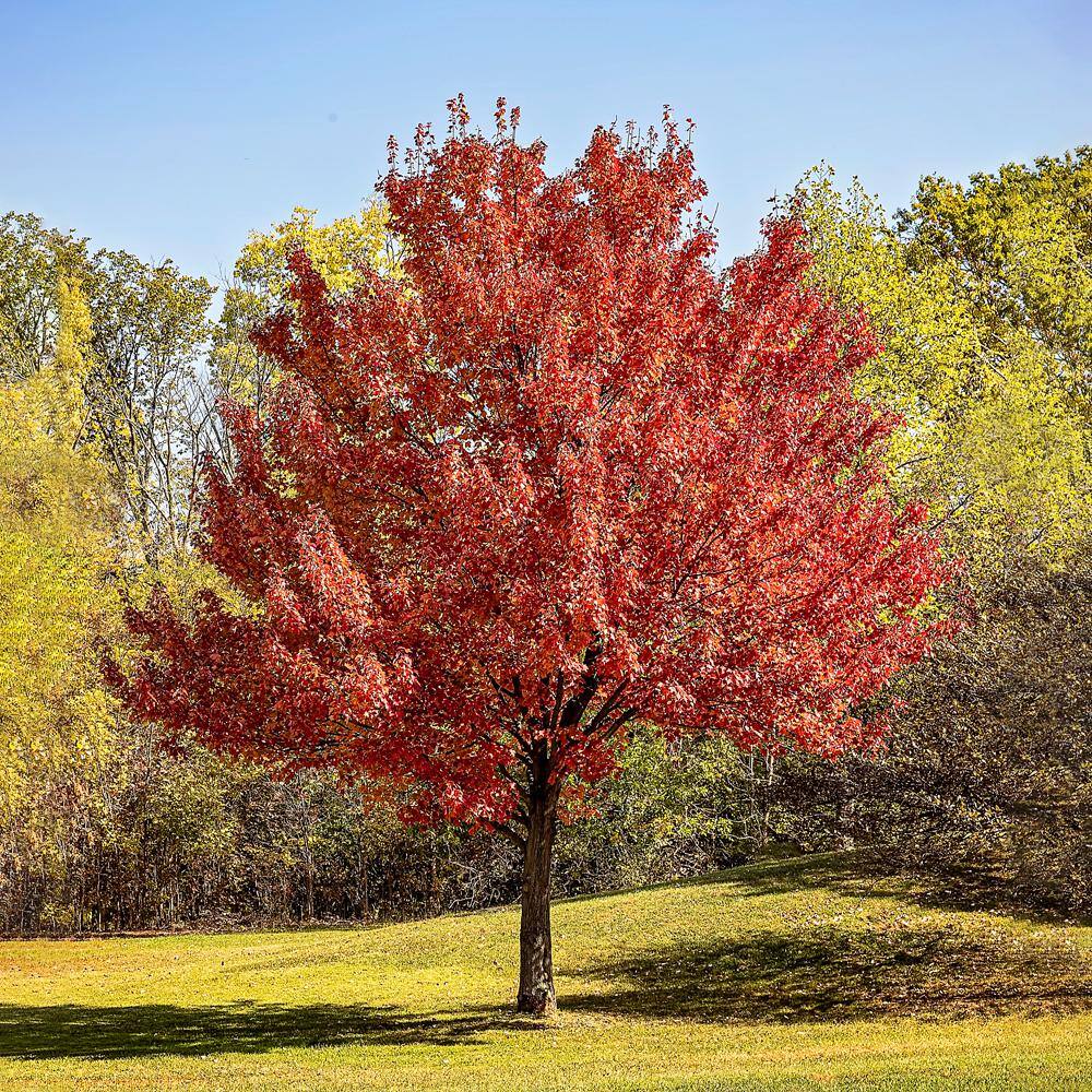 1 Gal. Red Deciduous Maple Tree MAPRED01G