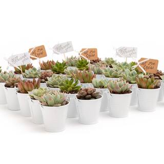 The Succulent Source 2 in. Wedding Event Rosette Succulents Plant with White Metal Pails and Thank You Tags (60-Pack) 2-R-W-TY-60