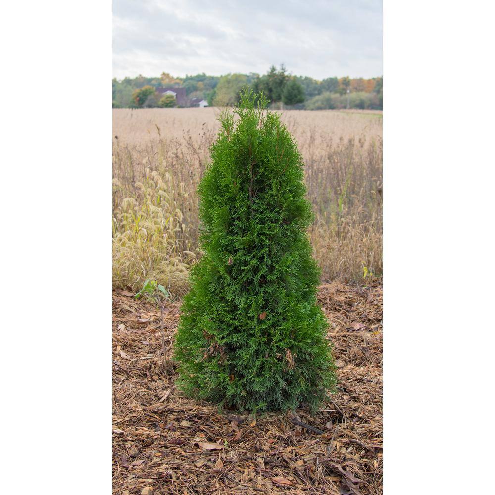 Online Orchards 1 Gal. Emerald Green Arborvitae Shrub CFAR001