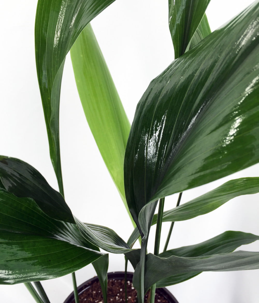 Cast Iron Plant - Aspidistra - Grows in Dim Light - 6