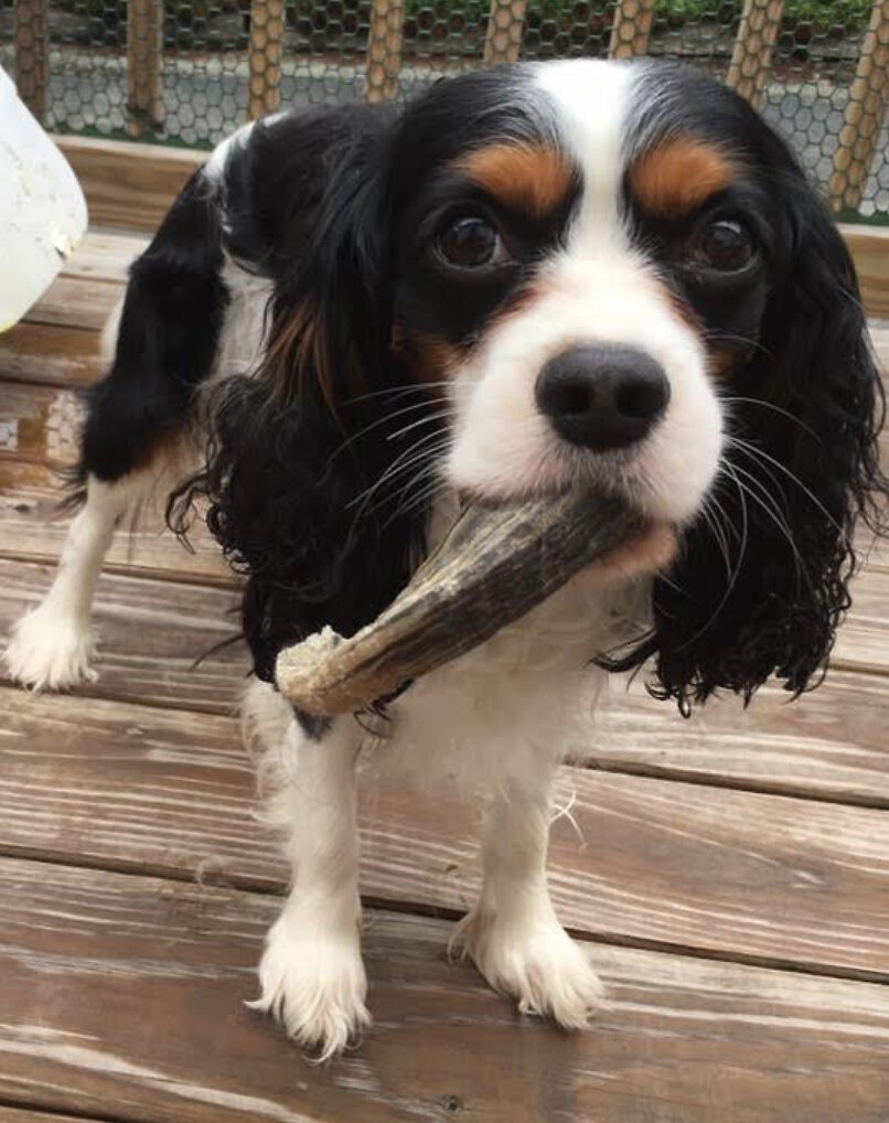 Icelandic+ Lamb Horn with Marrow Dog Chew