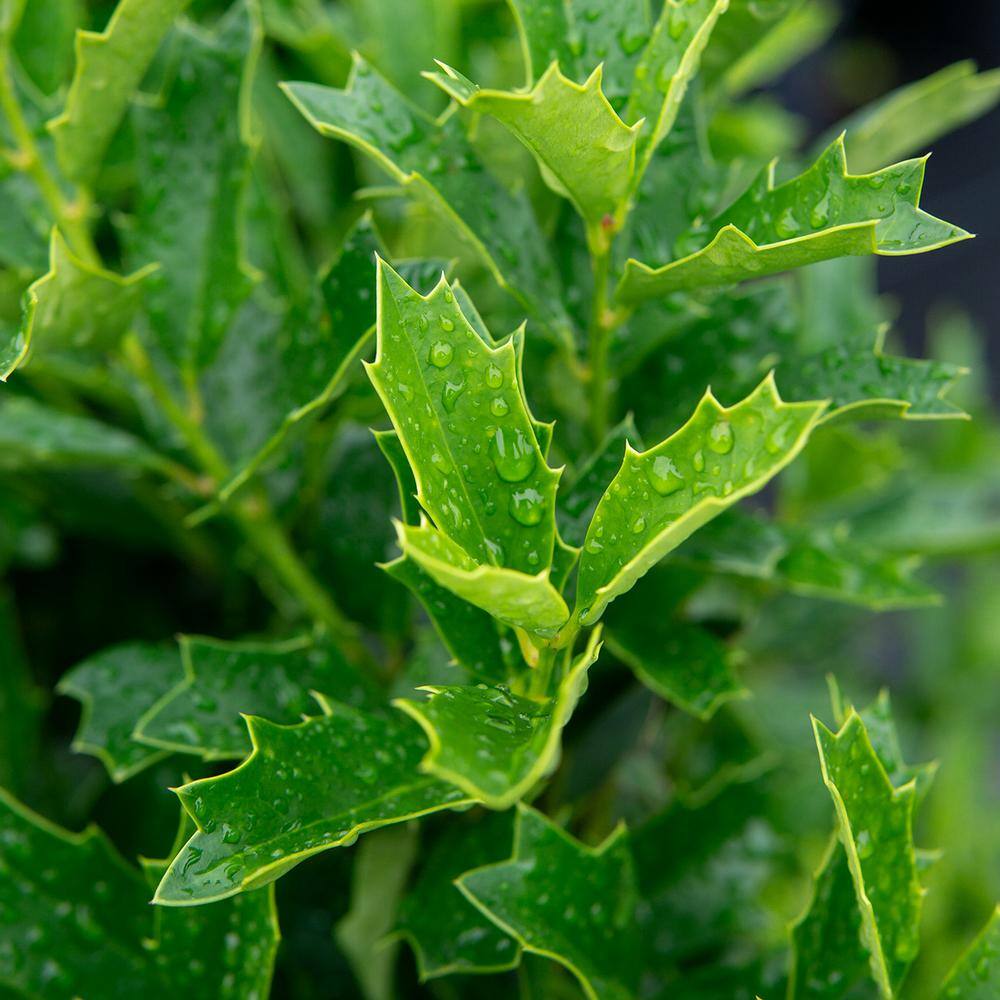 Perfect Plants 2-3 ft. Tall Oak Leaf Holly Shrub in Grower's Pot Bright Red Berries in Winter THD00541