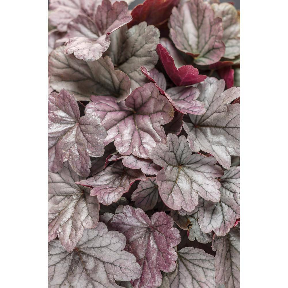 PROVEN WINNERS 0.65 Gal. Dolce Silver Gumdrop Coral Bells Heuchera Live Plant Silver Foliage and Pink Flowers HEUPWP2117103