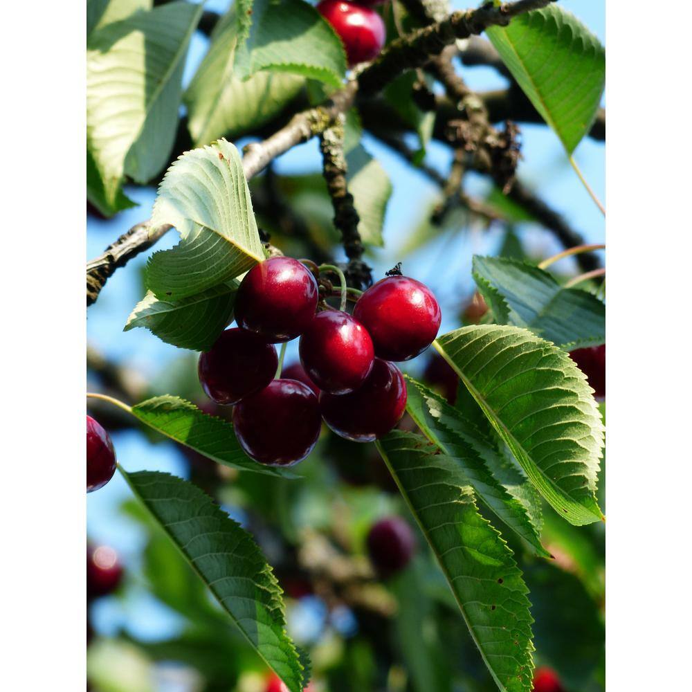 Online Orchards Lapins Cherry Tree - Self Pollinating Delicious Dark-Red Sweet Cherries (Bare-Root 3 ft. to 4 ft. Tall 2-Years Old) FTCH007